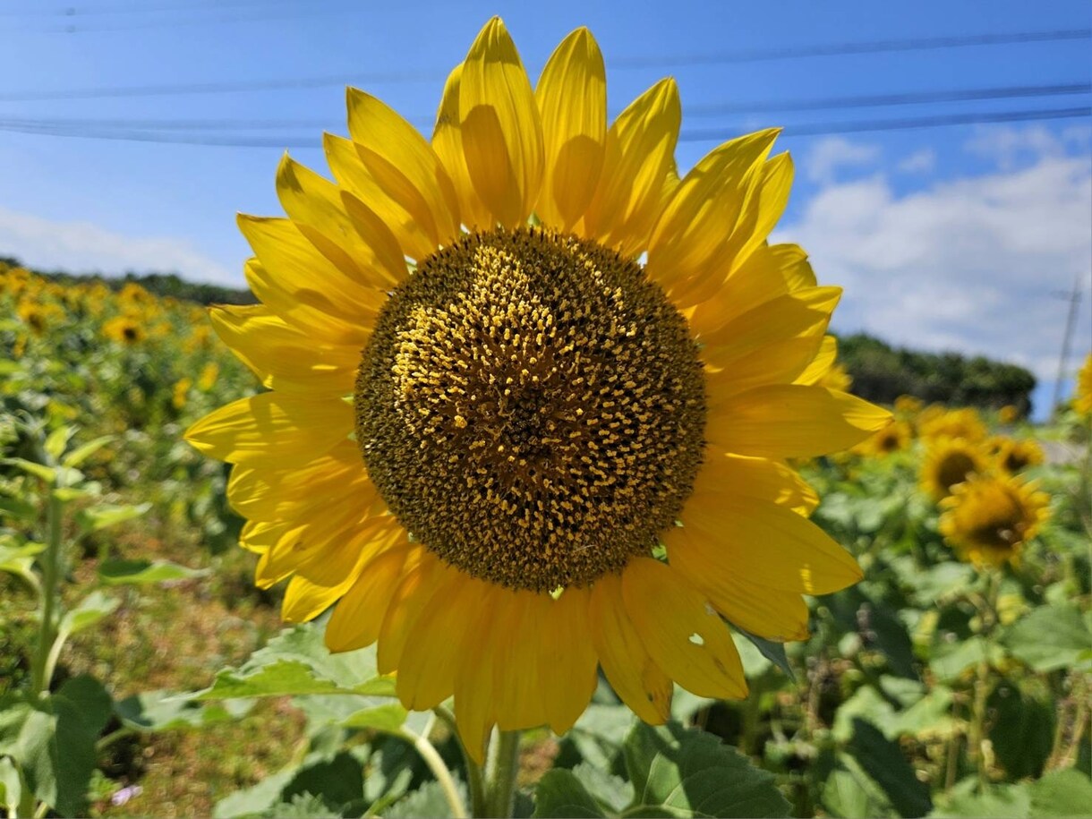 誰かと話したい時に側に寄り添います 話終わった後に貴方が笑顔溢れる様にお手伝いさせて頂きます イメージ1