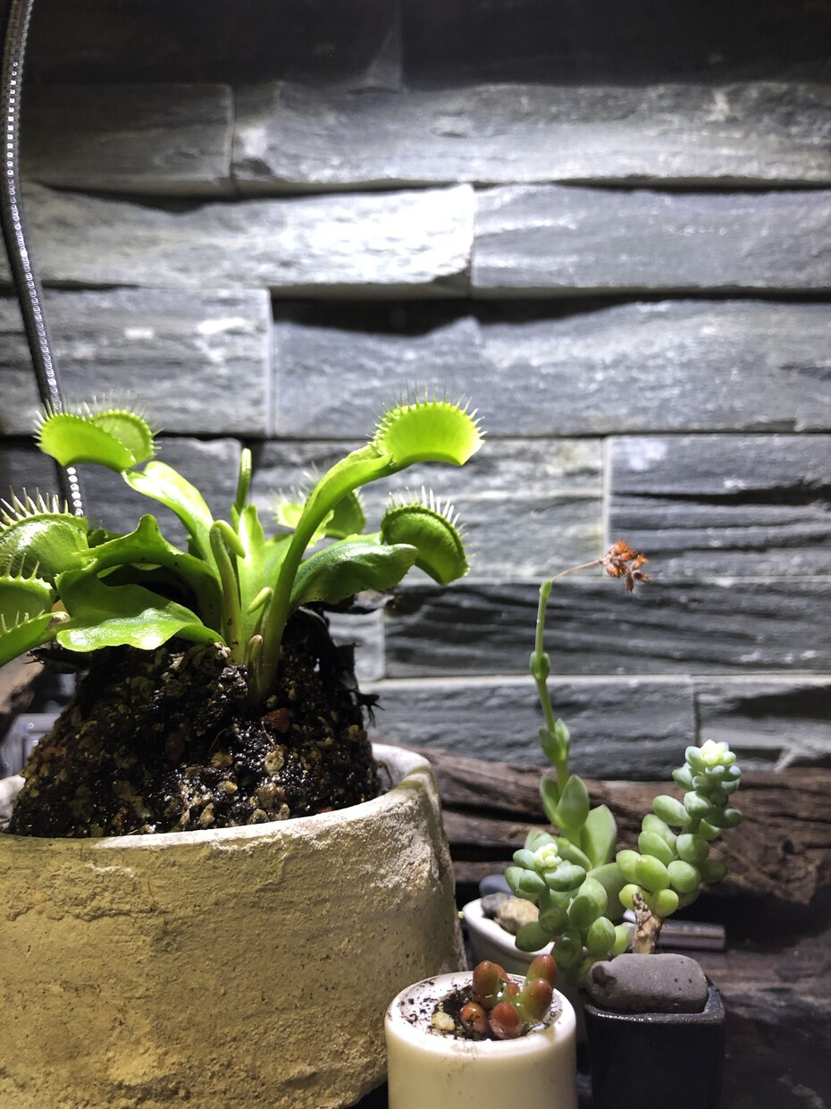 多肉の寄せ植え教えます プレゼントにもぴったりの多肉を寄せ植えしませんか！ イメージ1
