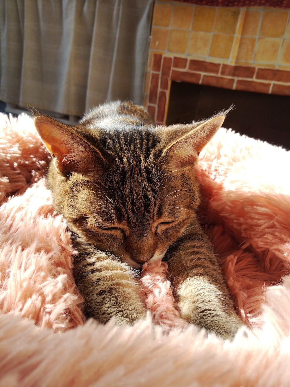 保護猫についてボランティア歴7年の私が教えます 保護猫を飼いたい✨ボランティアをしたい✨疑問にお答えします！ イメージ3