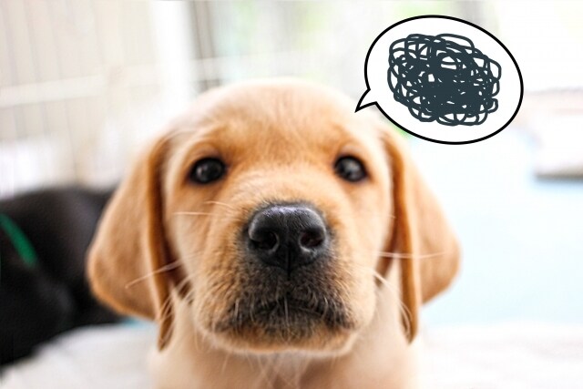 犬の躾けや問題行動の改善方法を教えます 犬についての専門的な知識を分かりやすく教えます。 イメージ1