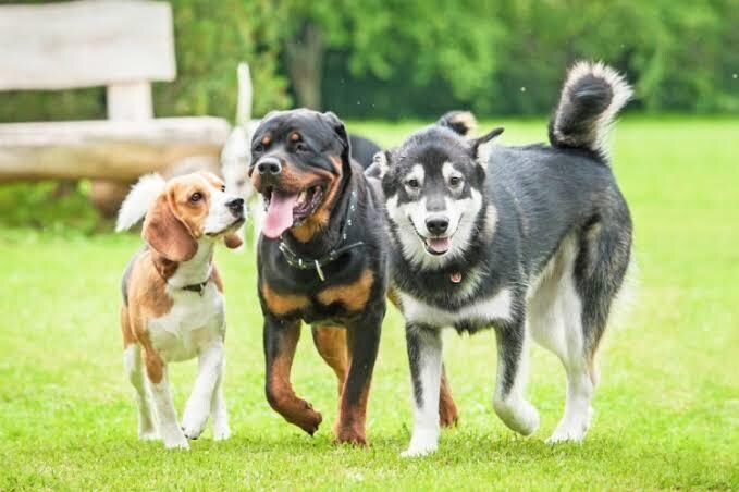 躾教室へ行く前に愛犬の相談に乗ります これまでたくさんのわんちゃんの問題行動を解決してきました！ イメージ1