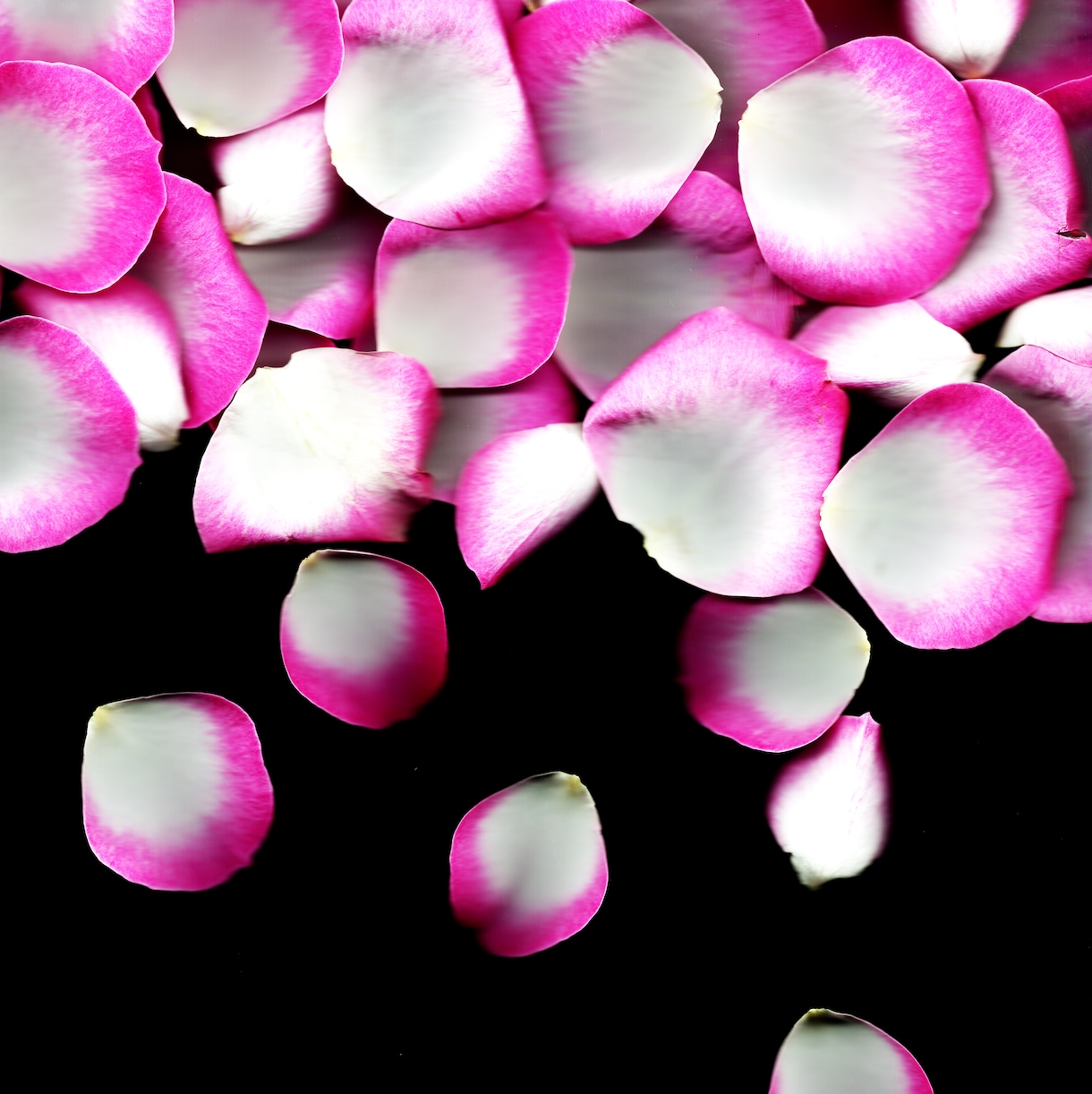 花を使ったおしゃれなアート写真を提供します 高解像度でお届けします。自由に使っていただいて構いません イメージ2