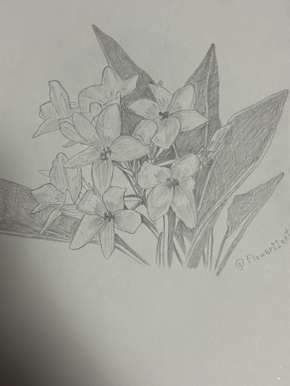 鉛筆でご依頼されたお花の絵を描きます 素人の模写作品です。本気で描かせていただきます。 イメージ9
