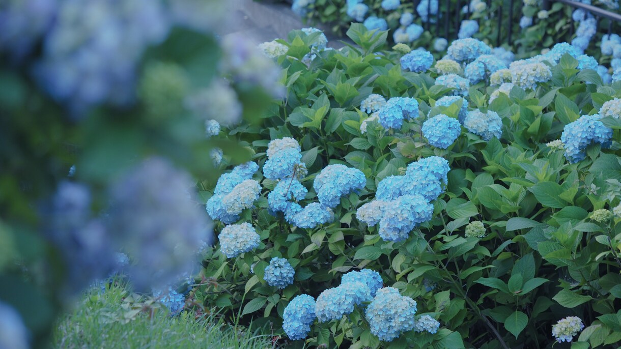 素材としての写真をご提供いたします 四季や風景の素材を探している方にぴったりな写真です。 イメージ2