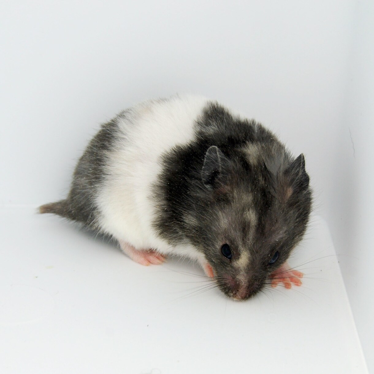 愛ハムの繁殖！危険交配になるハムスター教えます 第一種動物取扱業登録済。ウチの子の交配を考えてる方へ♡ イメージ1