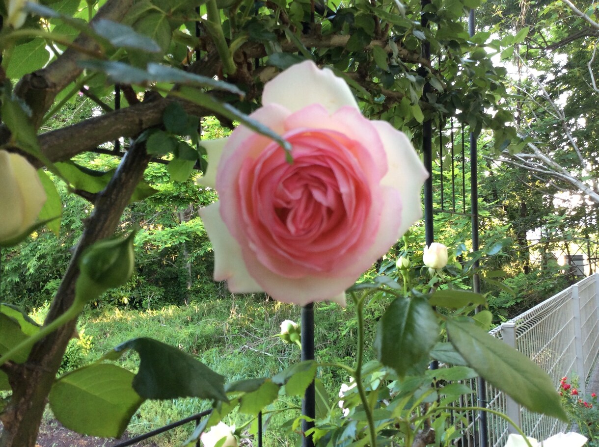 あなたを応援します １分でも良いです。やさしさにふれてください。 イメージ7