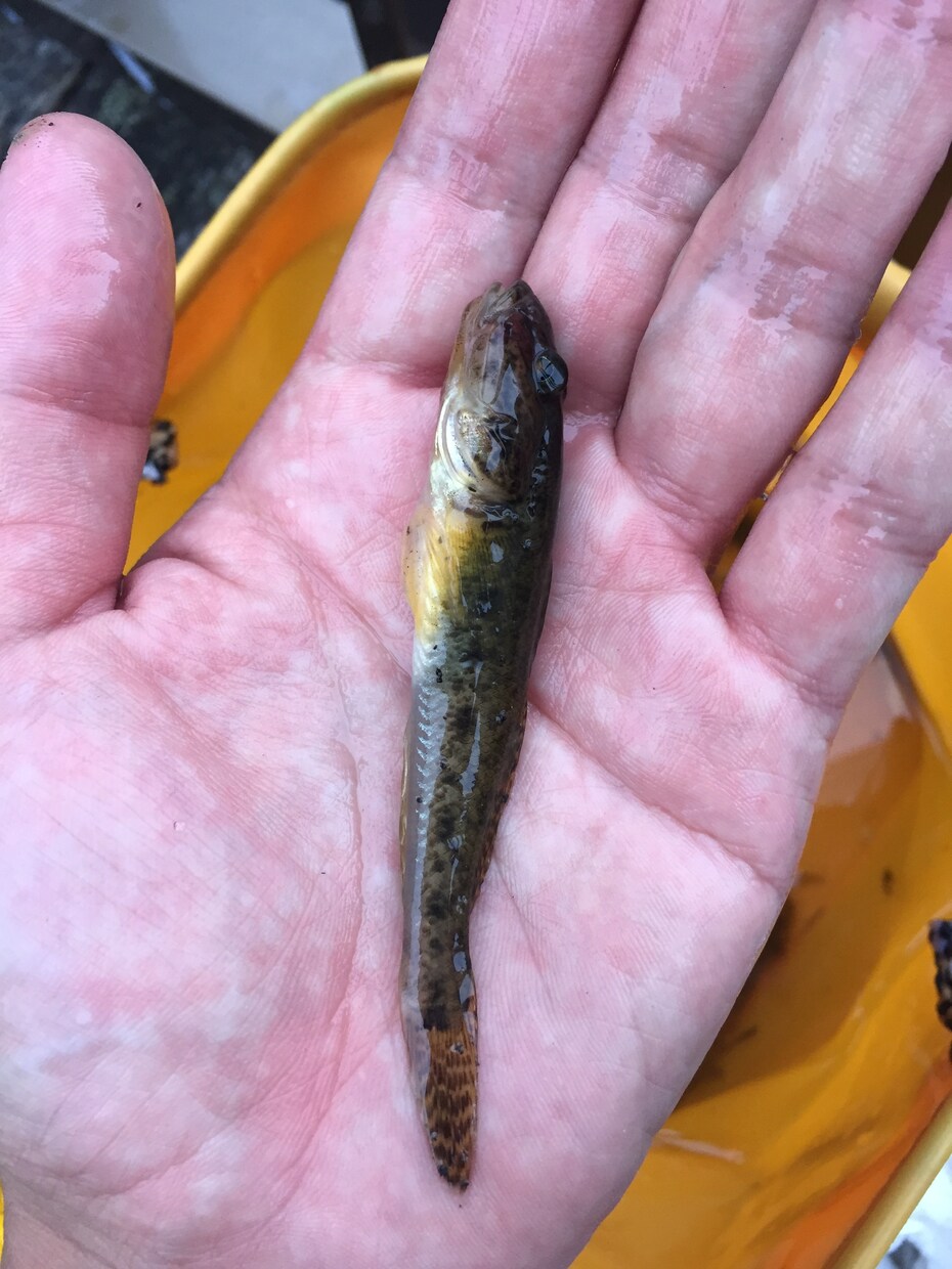 いよいよシーズンイン！ハゼ釣り場と釣り方提案します 安近短！超お手軽なハゼ釣り始めてみませんか!? イメージ2