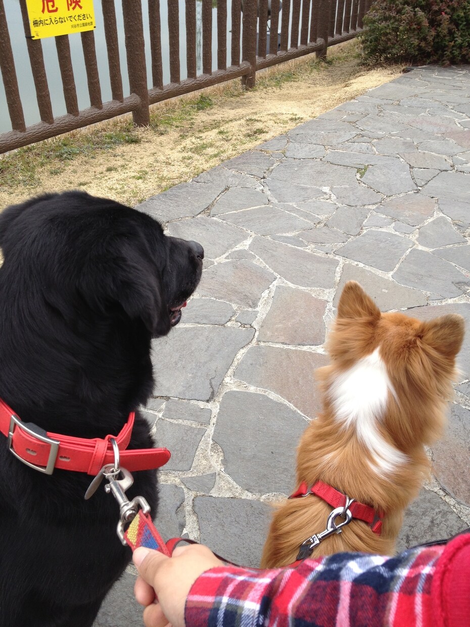 現役動物看護師がわんちゃんのお悩み相談受付けます ★ペットフーディスト、元ペットショップスタッフがお応え★ イメージ1