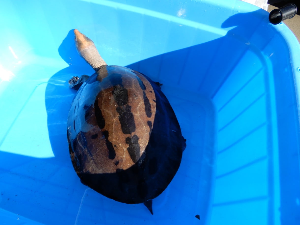 カメ（世界のカメ）のことなんでも相談のります 世界中のカメを飼育してきた私に飼育していてもこれからの方も イメージ4
