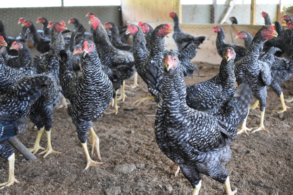 平飼い養鶏のご相談にのります プロの養鶏家がお答えます！飼い方、産卵箱、平飼い養鶏開業 イメージ8