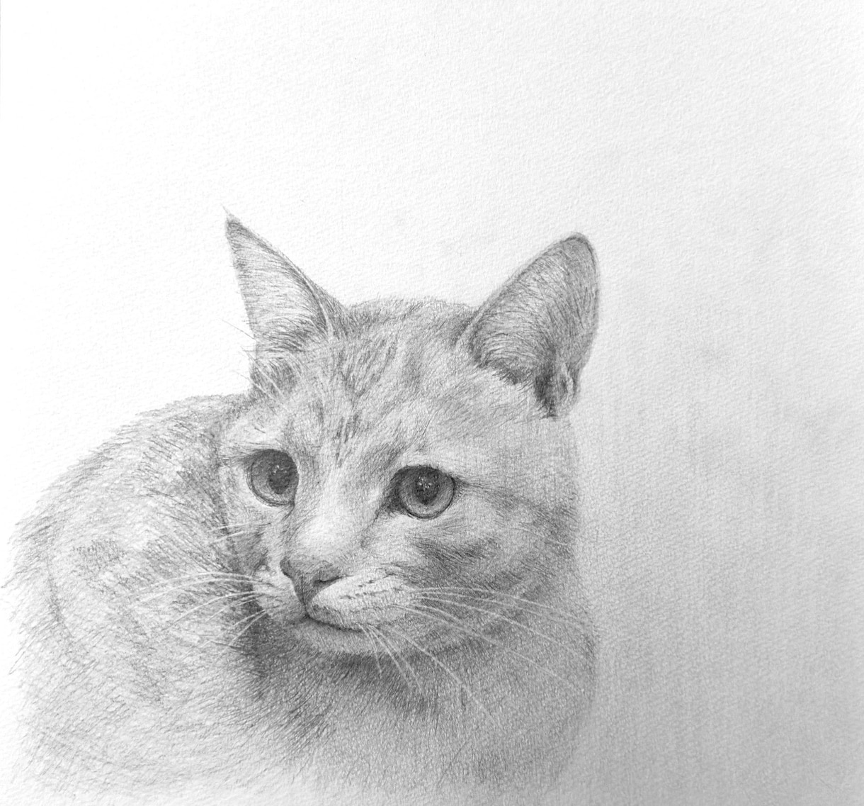 動物・人・静物など、鉛筆画承ります アイコン・ヘッダー、広告・宣伝、挿絵・表紙、Webサイトなど イメージ5