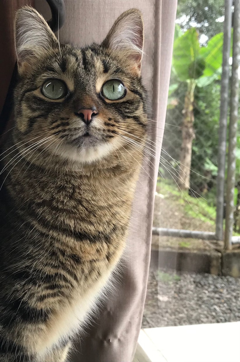 あなたのペット・犬・猫などの似顔絵を描きます 写真のようなリアルな あなたのペットのイラストを製作します イメージ5