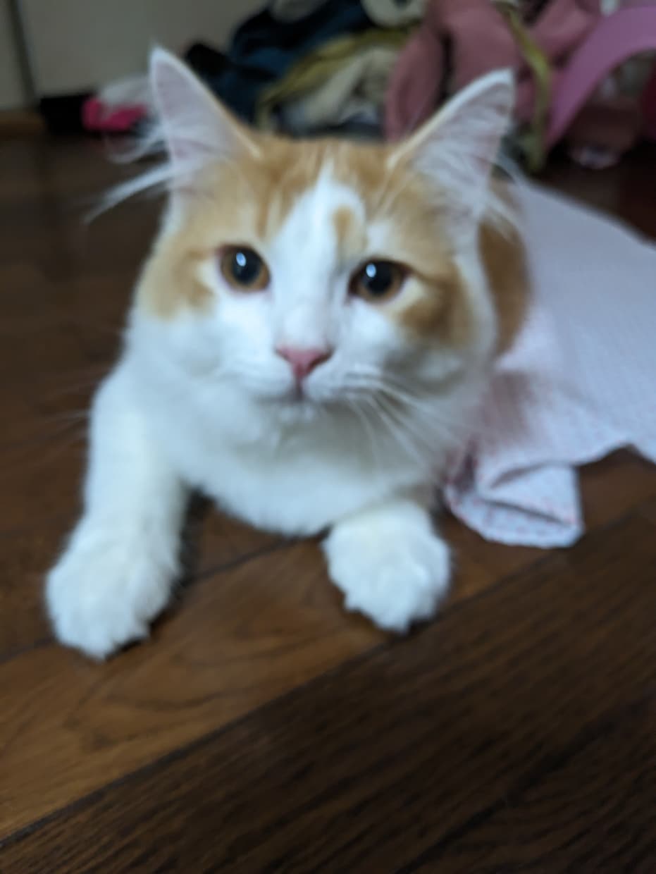 迷子の猫探し保護の仕方教えます 現役の猫探偵、猫ちゃん探し保護の仕方をアドバイス致します。 イメージ1