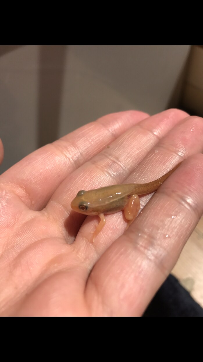 爬虫類、両生類の飼育方法を飼育員目線で教えます 生体が餌を食べない、大きくならないと感じたあなたへ！ イメージ1