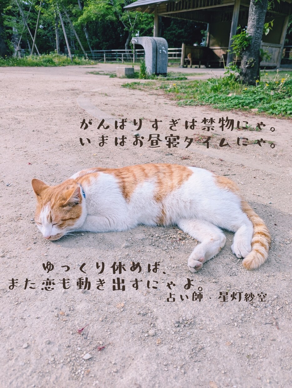 この恋どうなるにゃ？にゃんこ写真を添えて占います 気になる恋の未来を猫と一緒にタロットで占います イメージ2