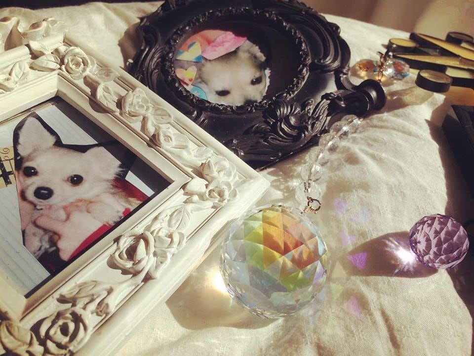 ペットロスの方へ私の愛犬から伝えたいことがあります 重度ペットロスを乗り越えた出品者が彼らの代わりに伝えたいこと イメージ1