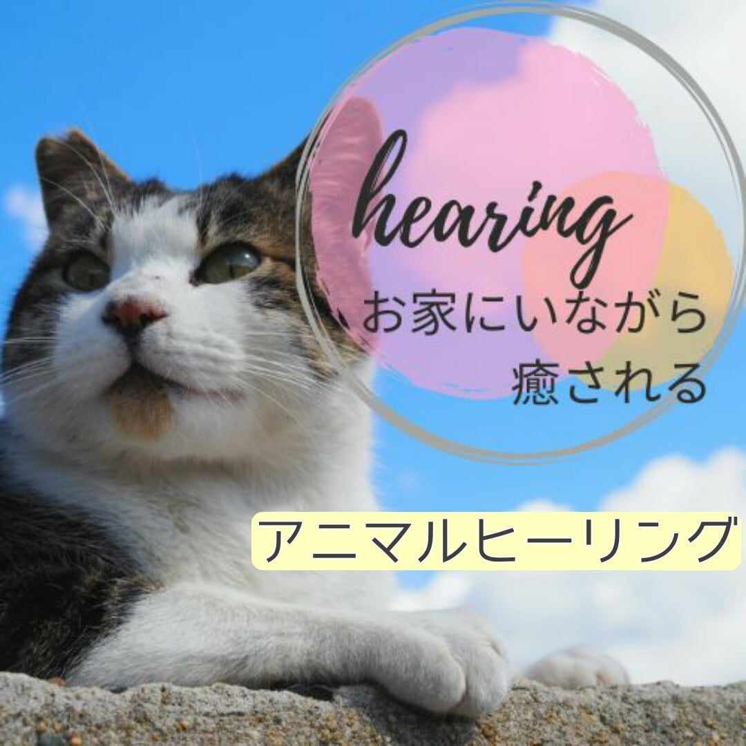 愛と光のヒーリングでアニマルへ癒しをお届けします 世界７０か国に広がり科学的にも証明されている遠隔ヒーリング イメージ1