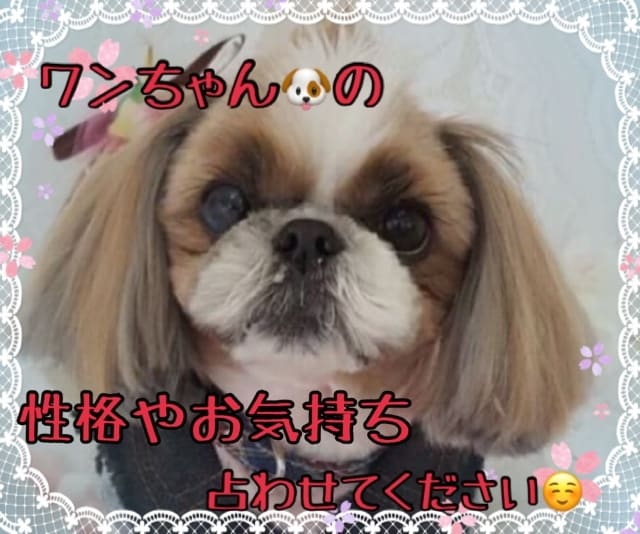 ペット占い♡ご家族のペット犬・猫ちゃん占います ！大切なワンちゃん・ニャンちゃんのお話しを存分にしましょう！ イメージ4
