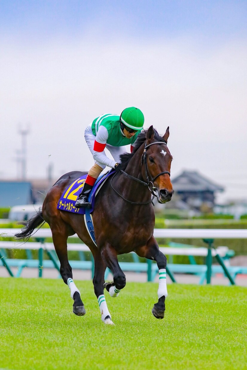 競馬予想！！中央競馬 軸馬を教えます 本命、対抗、穴 問わず馬は動物勝てる戦しかしない性分です。 イメージ1