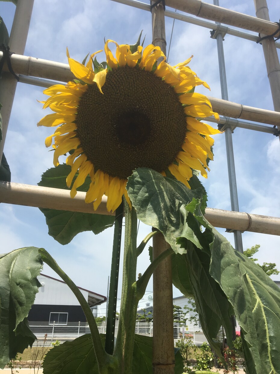 子育て相談、保育相談に応えます 子育てや、保育士として、お子様に対しての悩み イメージ1