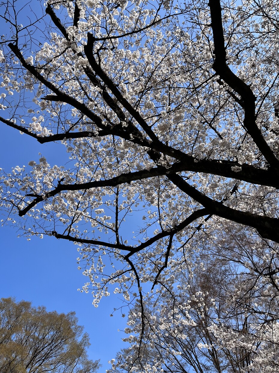女子大生が貴方の愚痴・恋愛相談相手になります 同年代からは得られない価値観に触れることが出来ます！ イメージ1