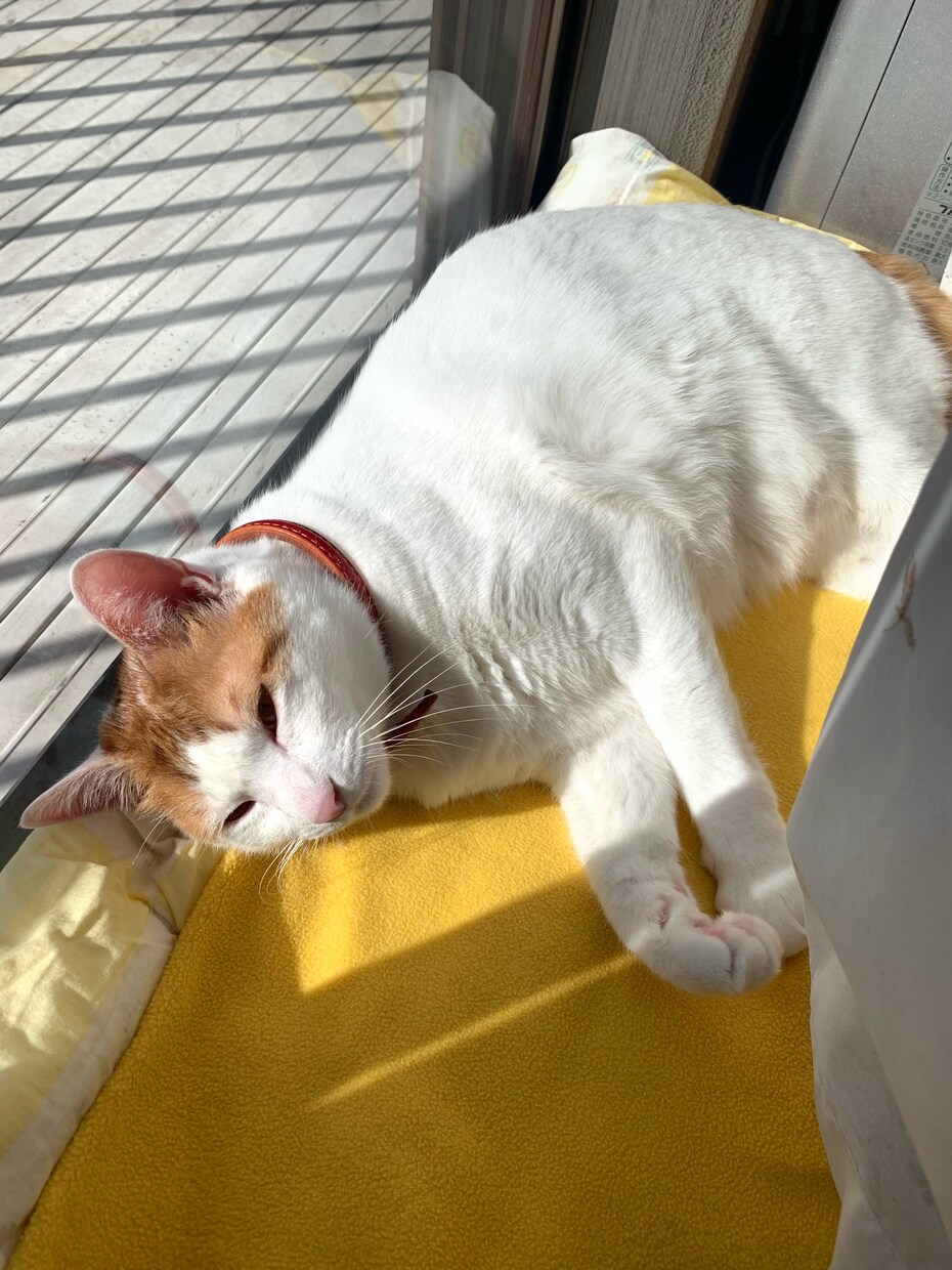 猫ちゃんをキャラクターに！可愛いイラスト作成します だいすきな猫ちゃんがゆるかわポップなキャラクターに！ イメージ2