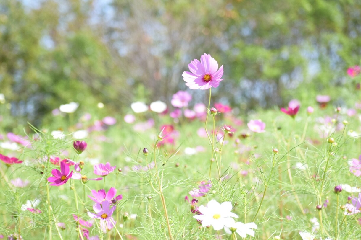 少しでもいいから誰かと話したい人などお待ちしてます どなたでも何となくでも大歓迎♡ イメージ4