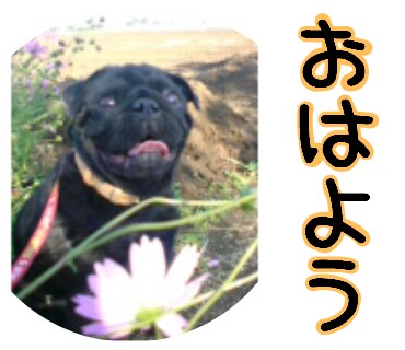 ペットボイスクリエイター。ペットの声届けます 貴方のペットが、何を思っているのか？などを紐解きます イメージ1