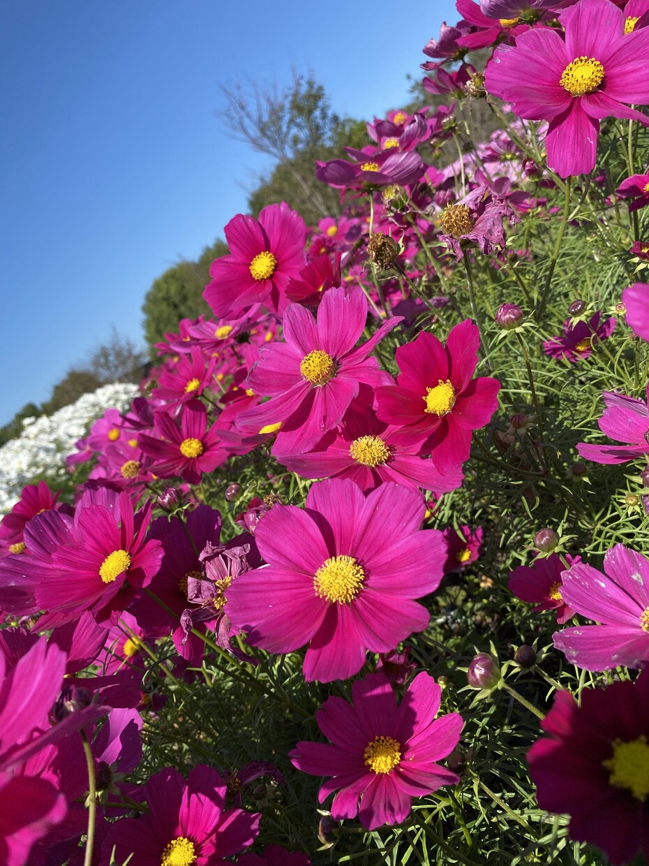 現役植木屋が観葉植物、お花や植栽のアドバイスします 現役で働いてますのでなんでも質問受付てます！ イメージ1
