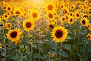 予約制30分チャット形式でタロット鑑定します リアルタイムでお悩みをお話しくださいね イメージ1