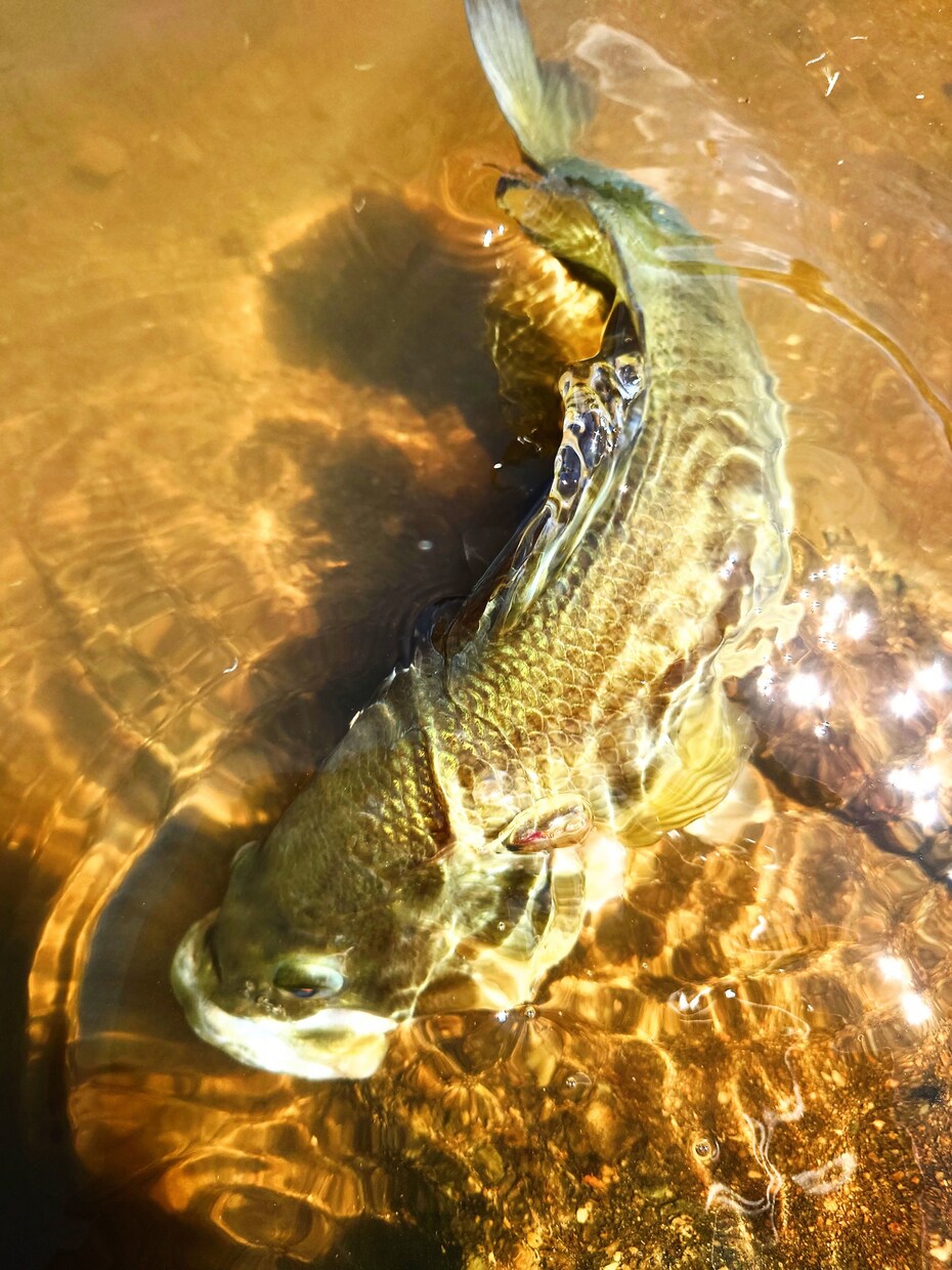初心者向け、バス釣りの相談を受けます 釣れない理由を一緒に考え、釣れない時間を減らしませんか イメージ1