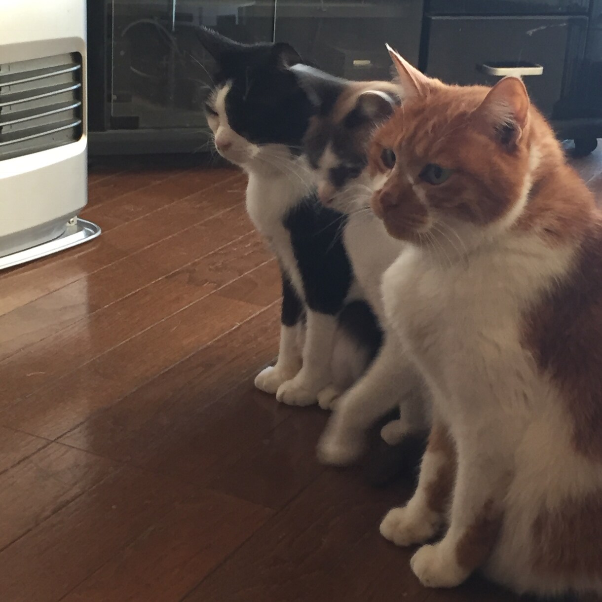 現役猫ボラが猫の多頭飼育の相談にのります 40匹の猫と暮らす現役猫ボラがあらゆる問題を解決に導きます イメージ4