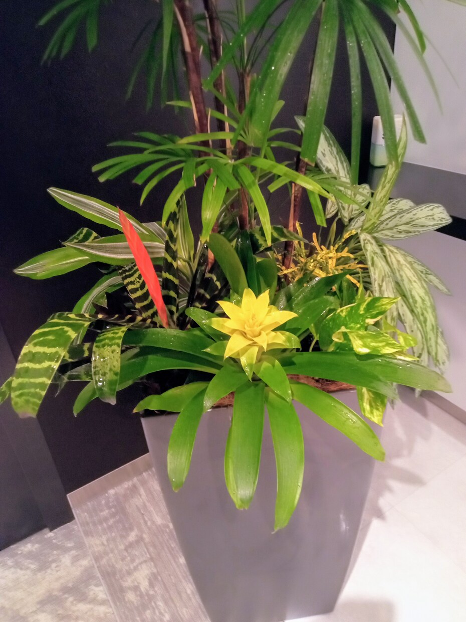 観葉植物を元気に育てる方法を基本からお教えします 育てる喜びを分かち合えたら嬉しいです イメージ1