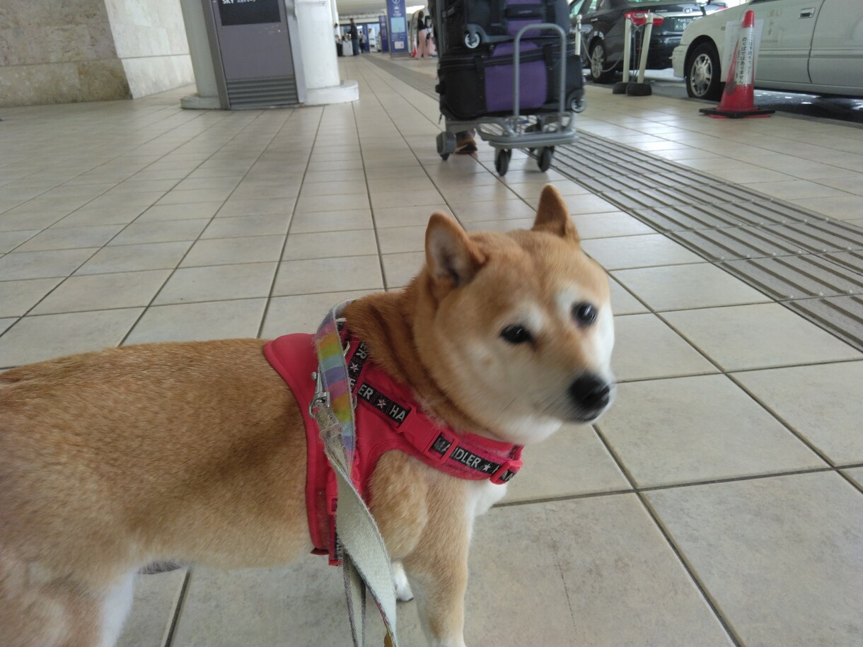 ルーン占い｜今日の流れと愛犬の関係を整えます 愛犬との関係と今日の流れをルーンでやさしく読み解きます イメージ3