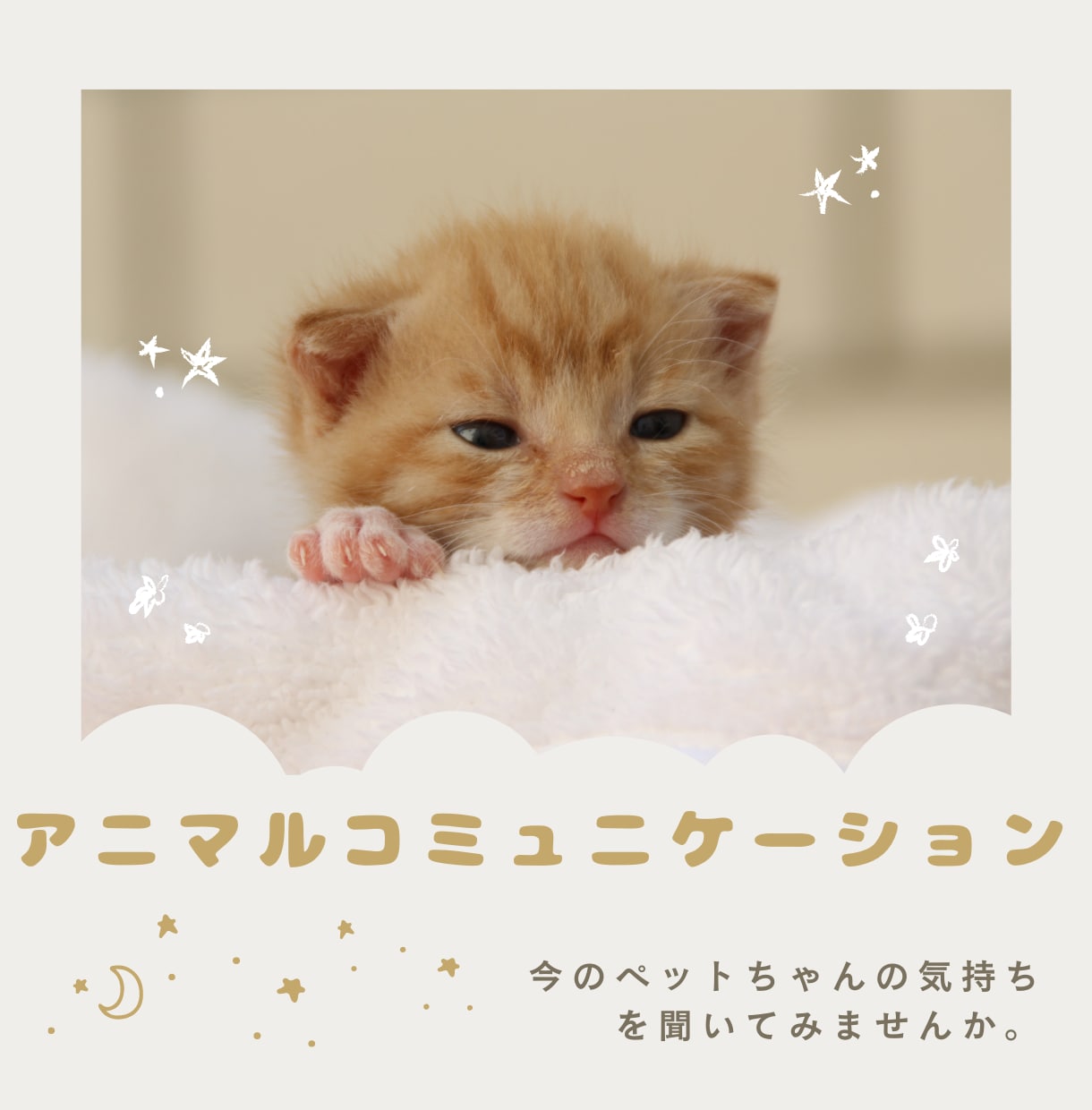 気軽にアニマルコミュニケーションします 今のペットちゃんの気持ちを聞いてみましょう イメージ1