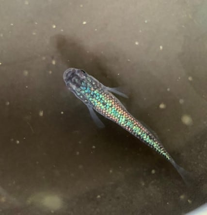 メダカの飼育をサポートします メダカの飼育が初心者・育て方が分からない方・なんでも相談OK イメージ6