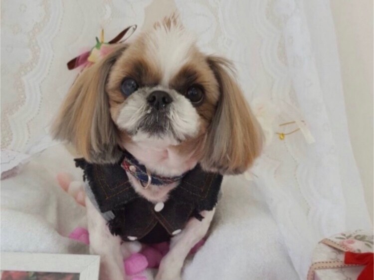 ペット占い♪ご家族の犬・猫ちゃん♪占わせて頂きます ！亡くなってしまったペットちゃん、、今のお気持ち知りたい‼︎ イメージ3