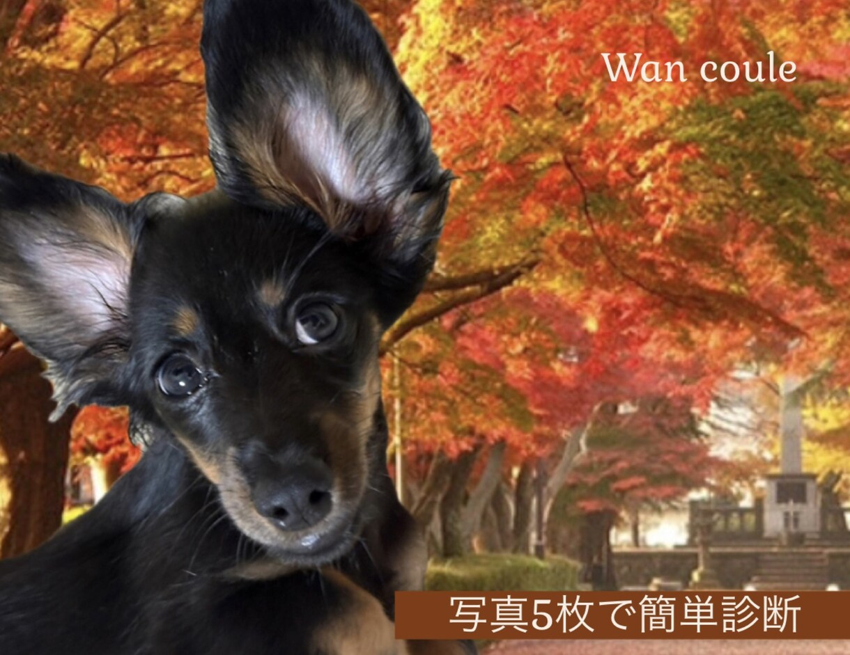 ペット（犬専門）パーソナルカラー診断します 犬パーソナルカラー診断の資格者が愛犬の魅力を色で引き出します イメージ5