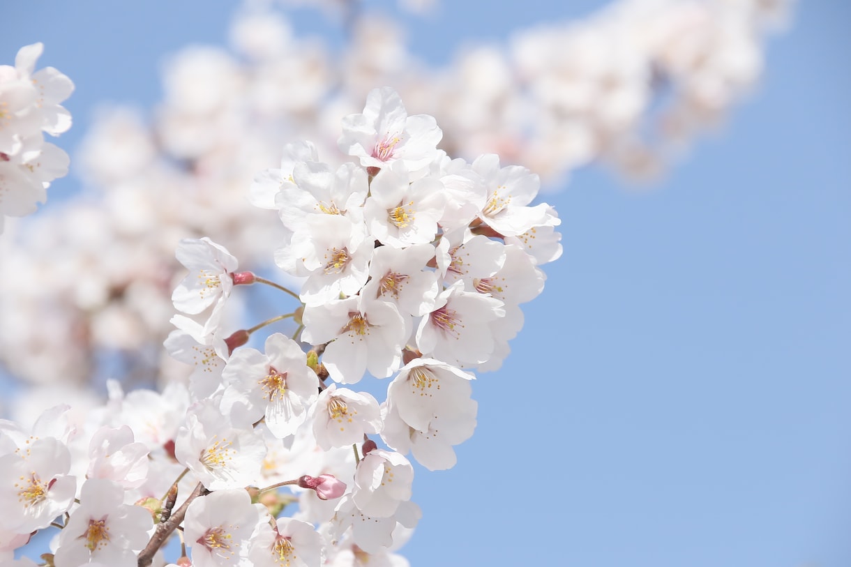 病気(癌)のお話し相手します 悩んでいませんか?病気を消してしまうような話しをしませんか イメージ1