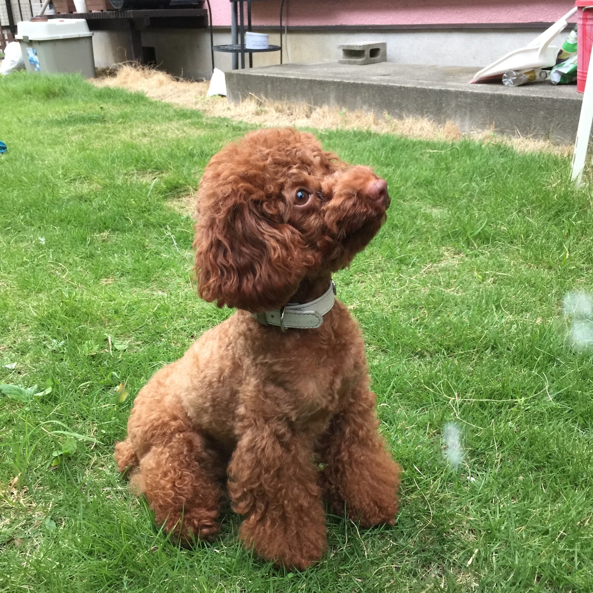 あなたやご家族の生活にぴったりの犬種を紹介します これからワンダフルな生活をする予定のご家族に！ イメージ3