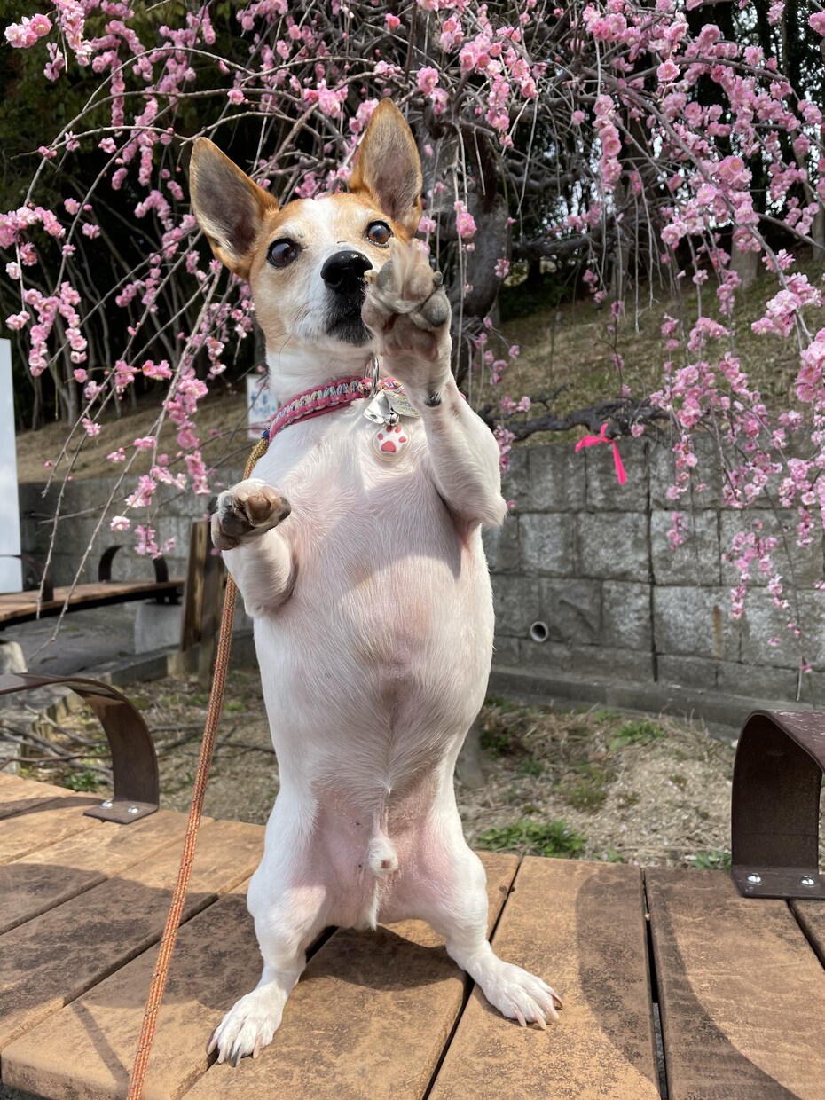 ペットに犬を飼いたいと思われてる方の相談に乗ります 愛玩動物飼養管理士がこれから犬を飼いたい方のご相談に乗ります イメージ1
