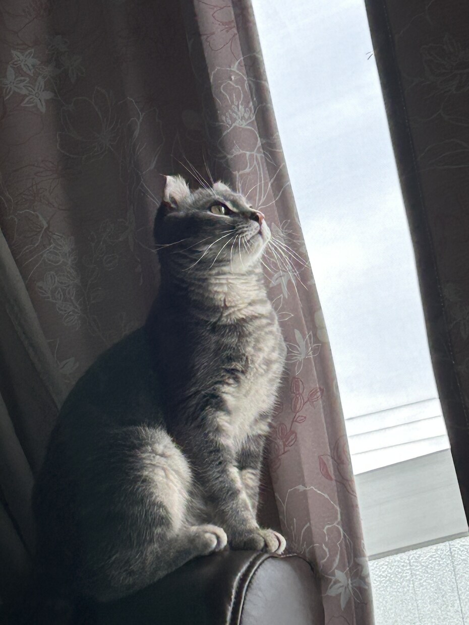 猫のぽむちゃんがあなたの話し相手になります 猫ちゃんとお話しして癒されていきませんか？ イメージ5