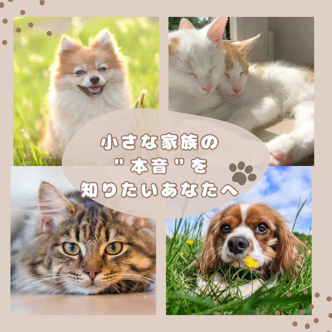 今そばにいる小さな家族の“心の声”読み解きます 【言葉を持たない家族の本音を、“波動”と“心”で紐解きます】 イメージ1