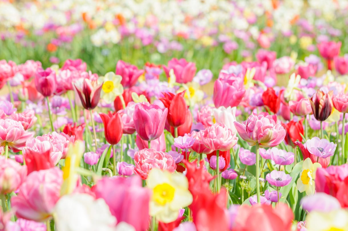 カウンセリングなしでお花からのメッセージを伝えます 今のあなたに必要なお花のメッセージ　癒しや気づきを得るヒント イメージ1