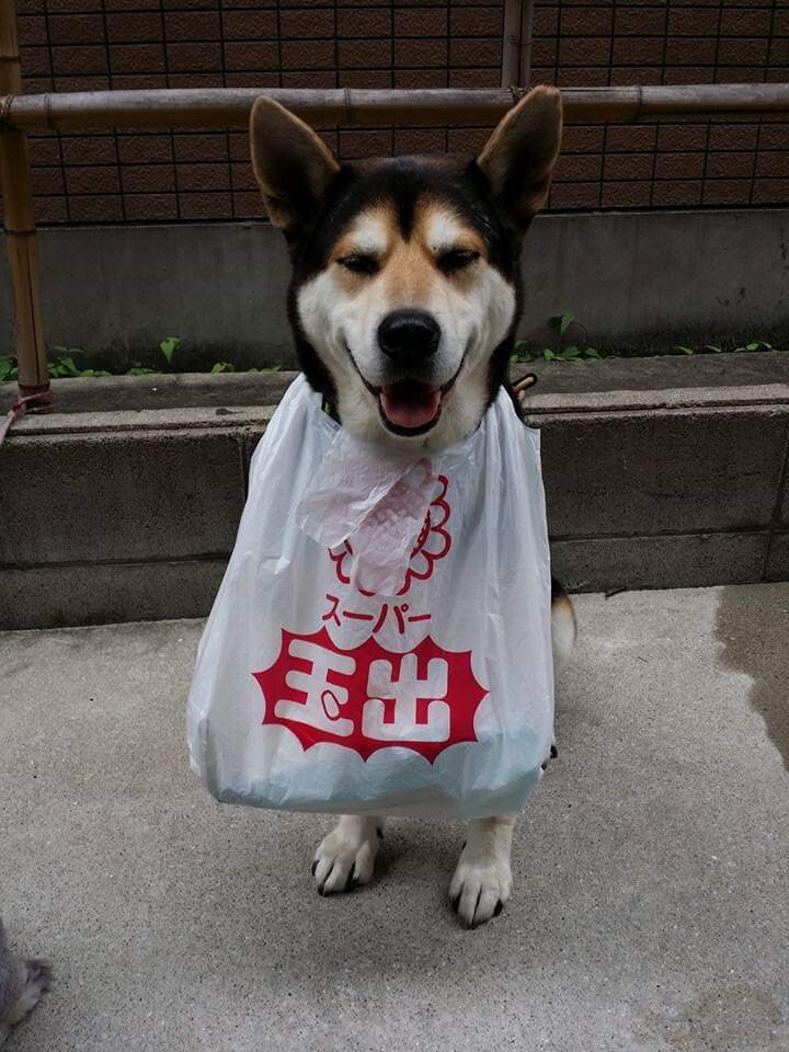 犬の躾ます ワンちゃんの行動で　お困りの方 イメージ1