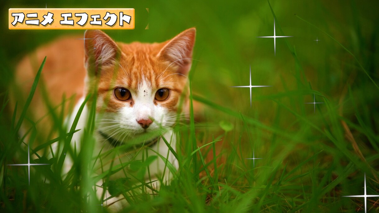 動画編集を主に、制作全般お受けいたします 人目を引く興味を持ってもらう動画作りを心がけています イメージ5