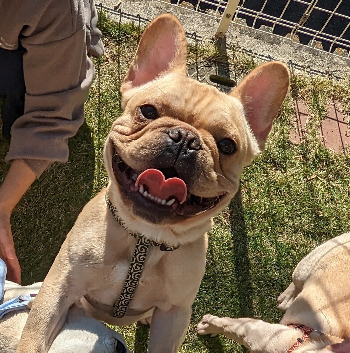 SNSのアイコンに！かわいい愛犬の似顔絵描きます 現役デザイナーがアイコンにぴったりな愛犬のイラストを描きます イメージ2