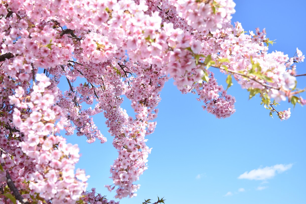 京都の桜観光！を教えます 桜名所が多数の京都、地元民ならではの選りすぐりの名所紹介！ イメージ1