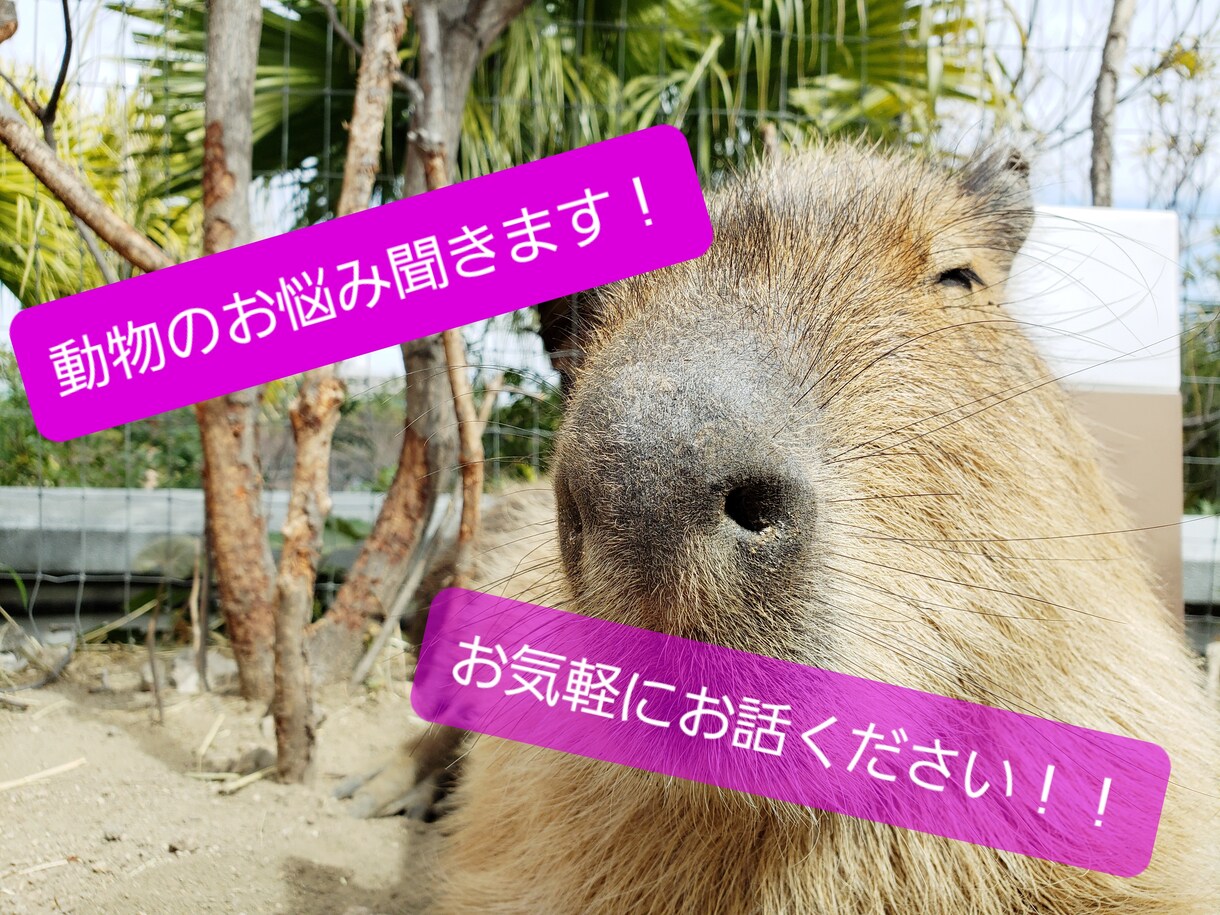 動物に関するお悩み解決します 現役の動物看護師です！！疑問やお悩みをお聞かせください イメージ1