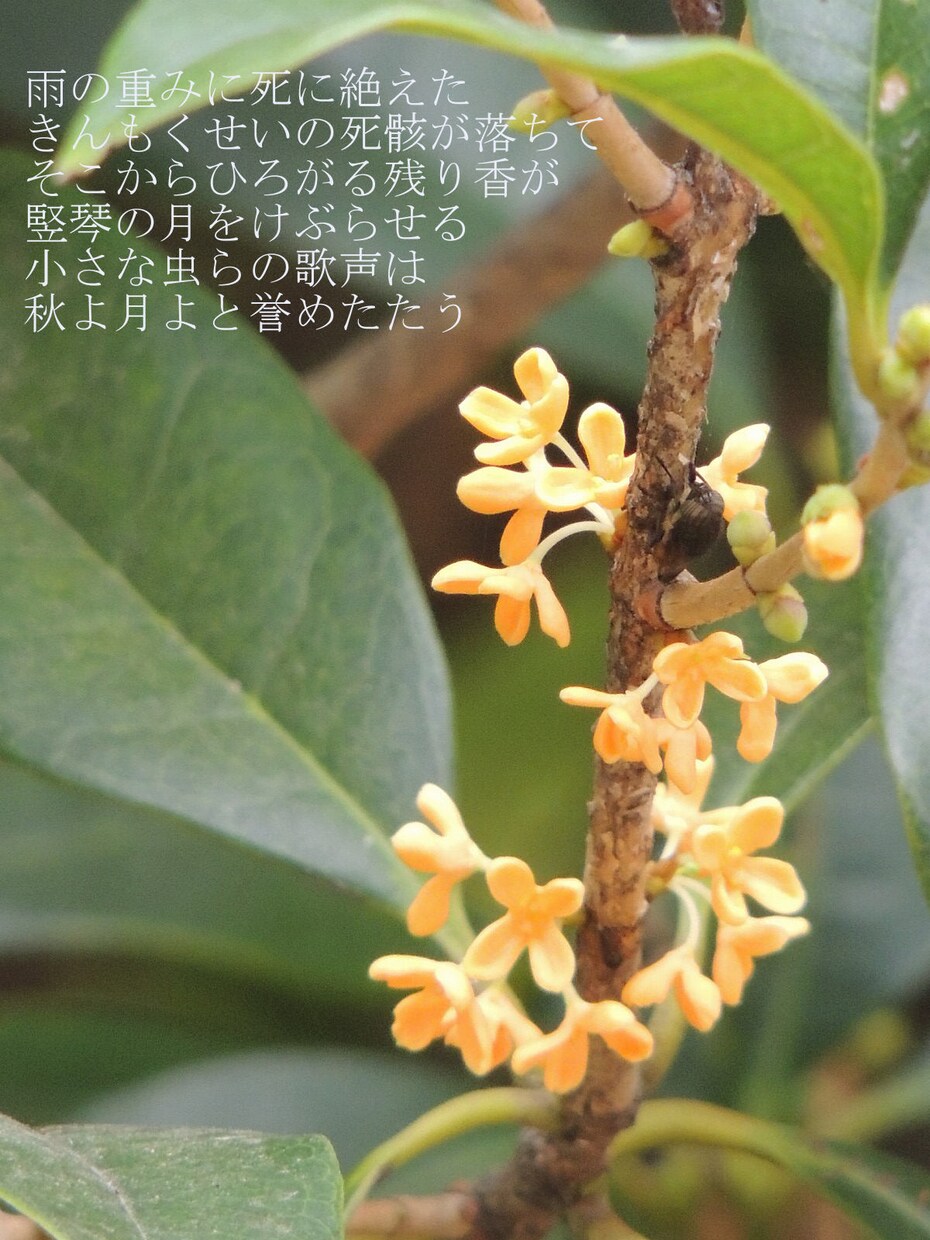 ご希望に合わせてあなただけの詩をつづります ちょっと特別で不思議な言葉を求めるあなたに イメージ1